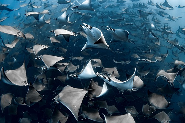 The Ocean Photographer of the Year: Nadia Aly
