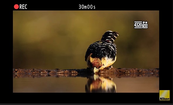 Nikon, 8K video çekim, Z9 yeni! 66pixel