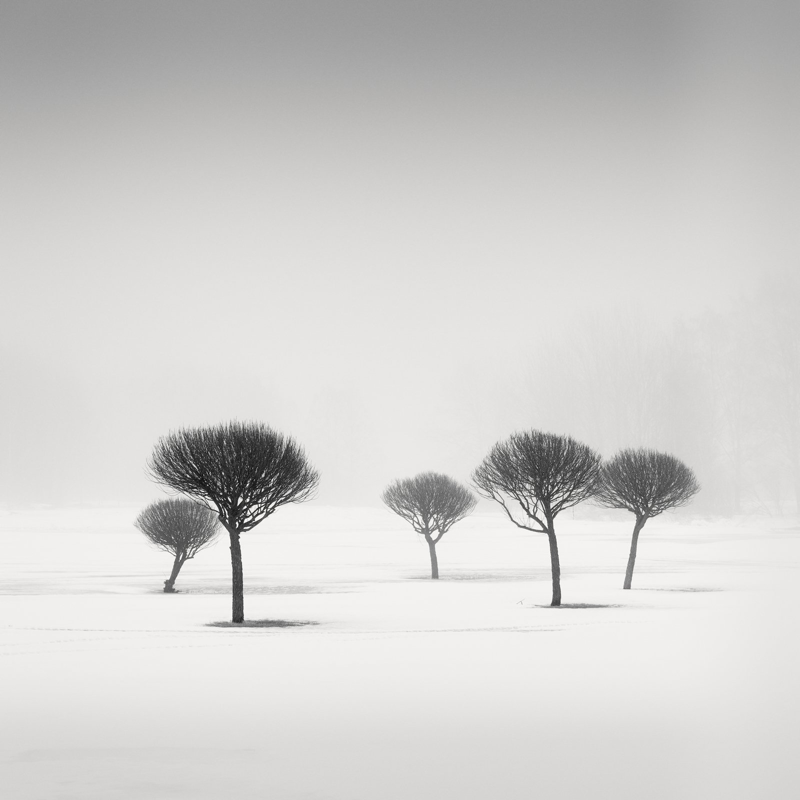 Ağaçlar bir Şiir gibidir! Fotoğraf Haber