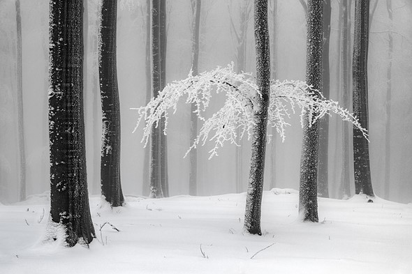 'Winter Forest' by Heiner Machalett (Germany)