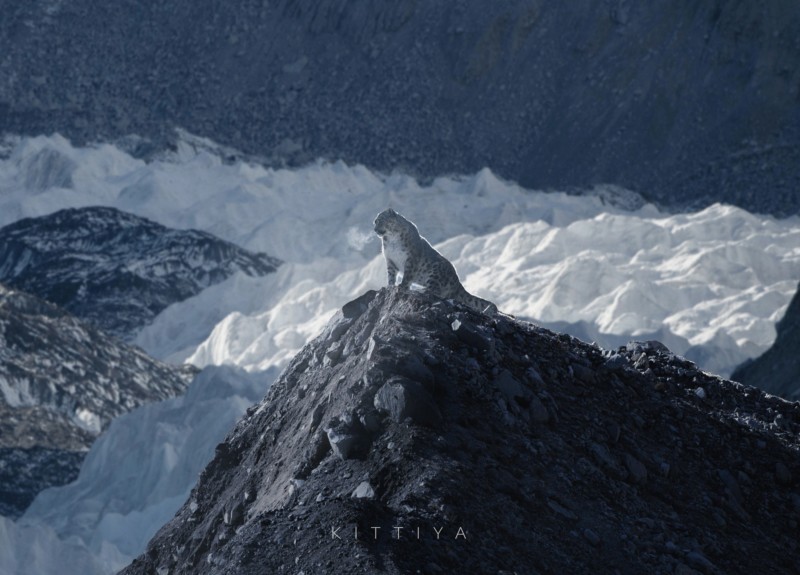Viral Kar Leoparı 'Fotoğraflarının' Sahte Olduğu Ortaya Çıktı!? Fotoğraf Haber