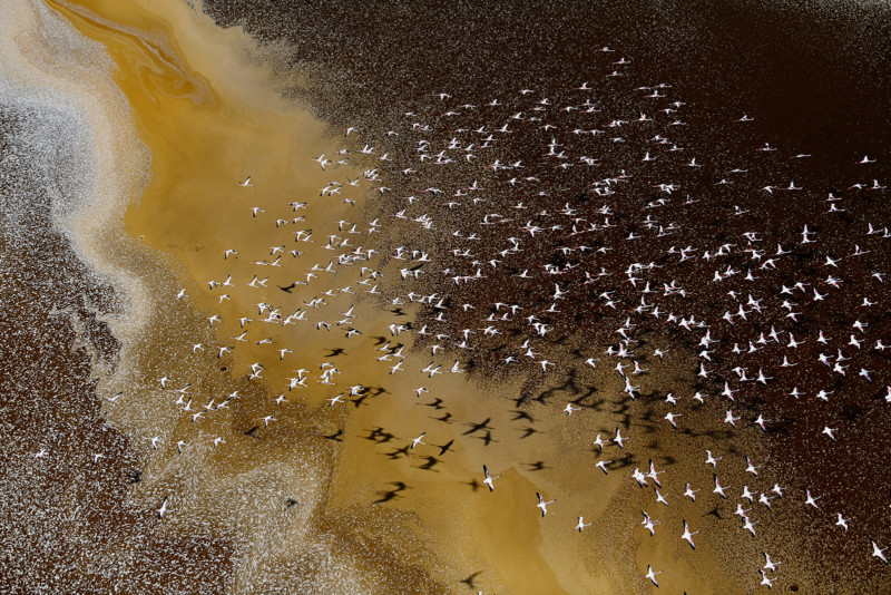 Üzücü 'Kuşların Acı Ölümü' Yılın Çevre Fotoğrafı Ödülünü Kazandı! Fotoğraf Haber