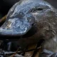 Image: Hobart Rivulet Platypus